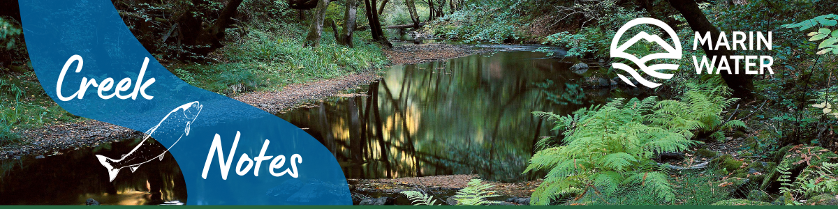 A creek with trees in the winter and a graphic representation of a creek and fish with the words: Creek Notes.