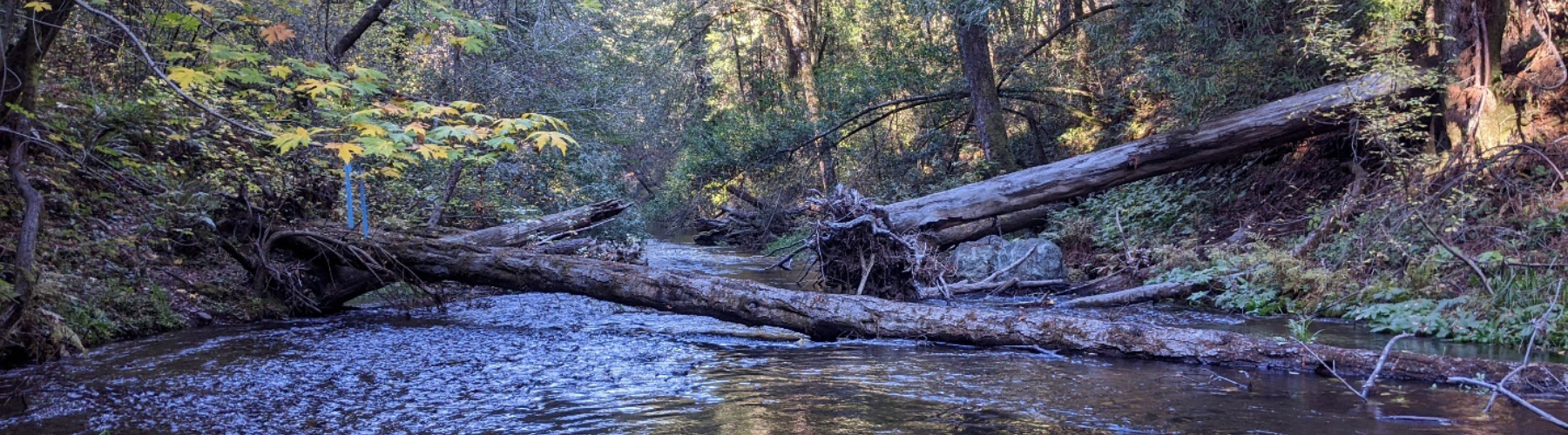 Logs sit in a shallow, rock-bottom creek. 