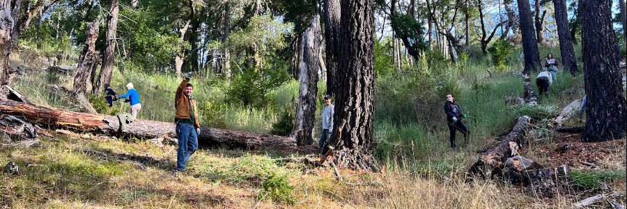 Volunteers pull invasive species on a forested hillside. One volunteer smiles at the camera and holds broom over his head.