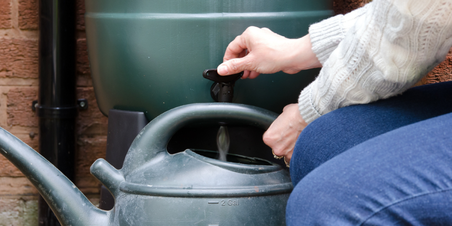 A person fills a watering can from a rain barrel. 