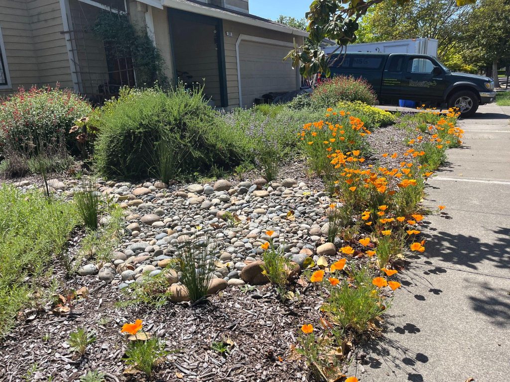 residential front yard landscaping with orange flowers.