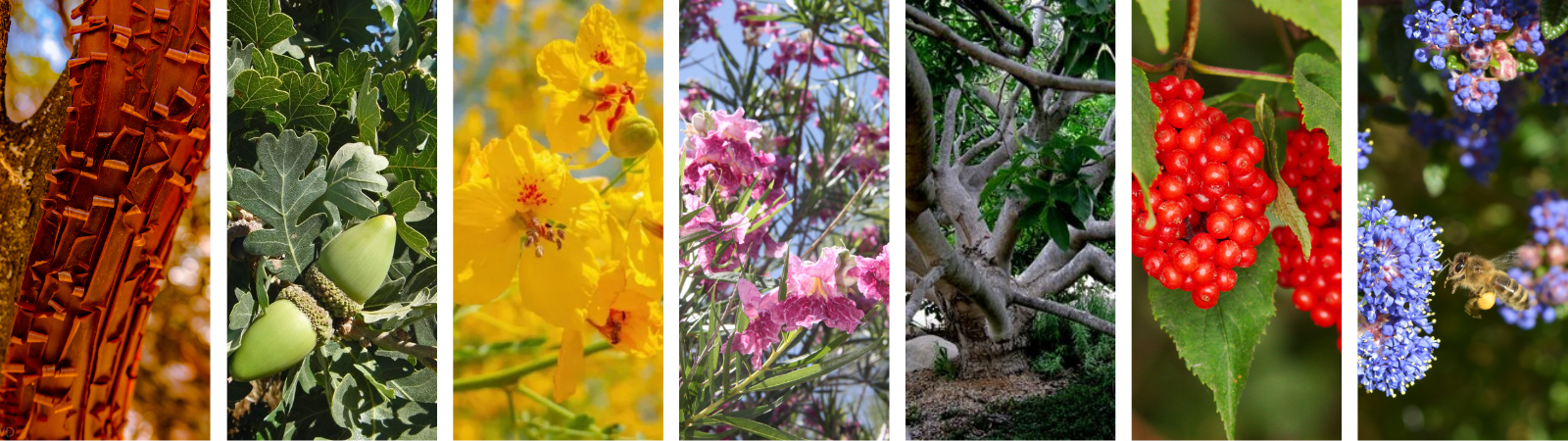 Collage of seven closeup images of trees featuring a rainbow of colors.