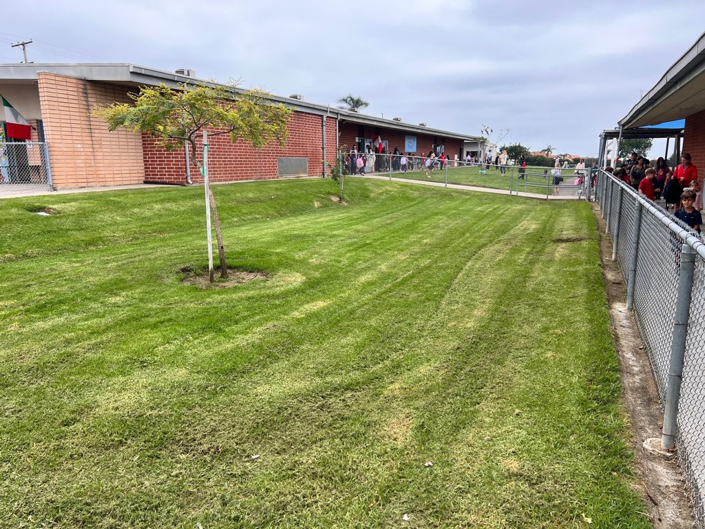 A grass lawn between buildings in a school setting.